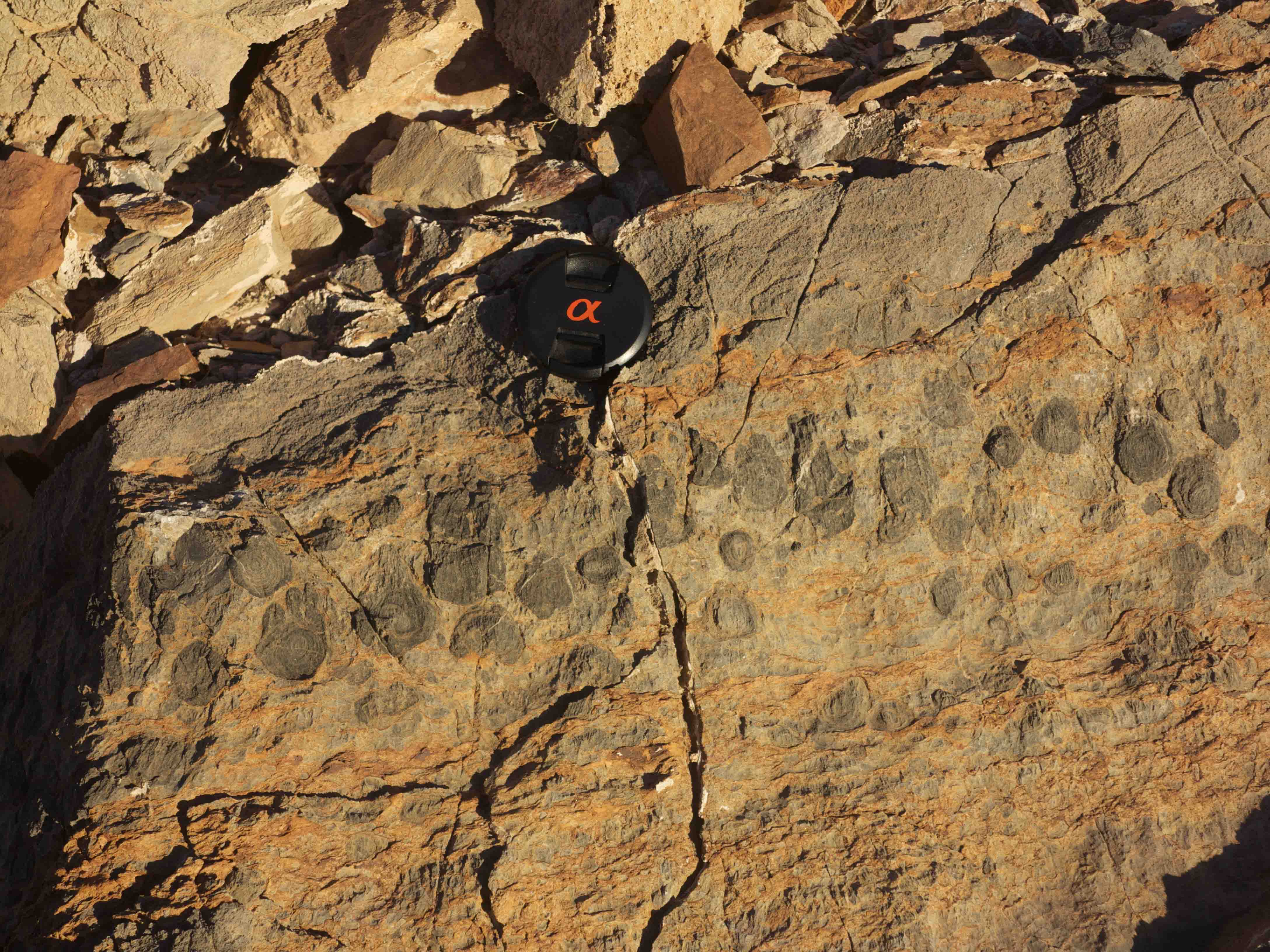 Digitate stromatolites, Death Valley