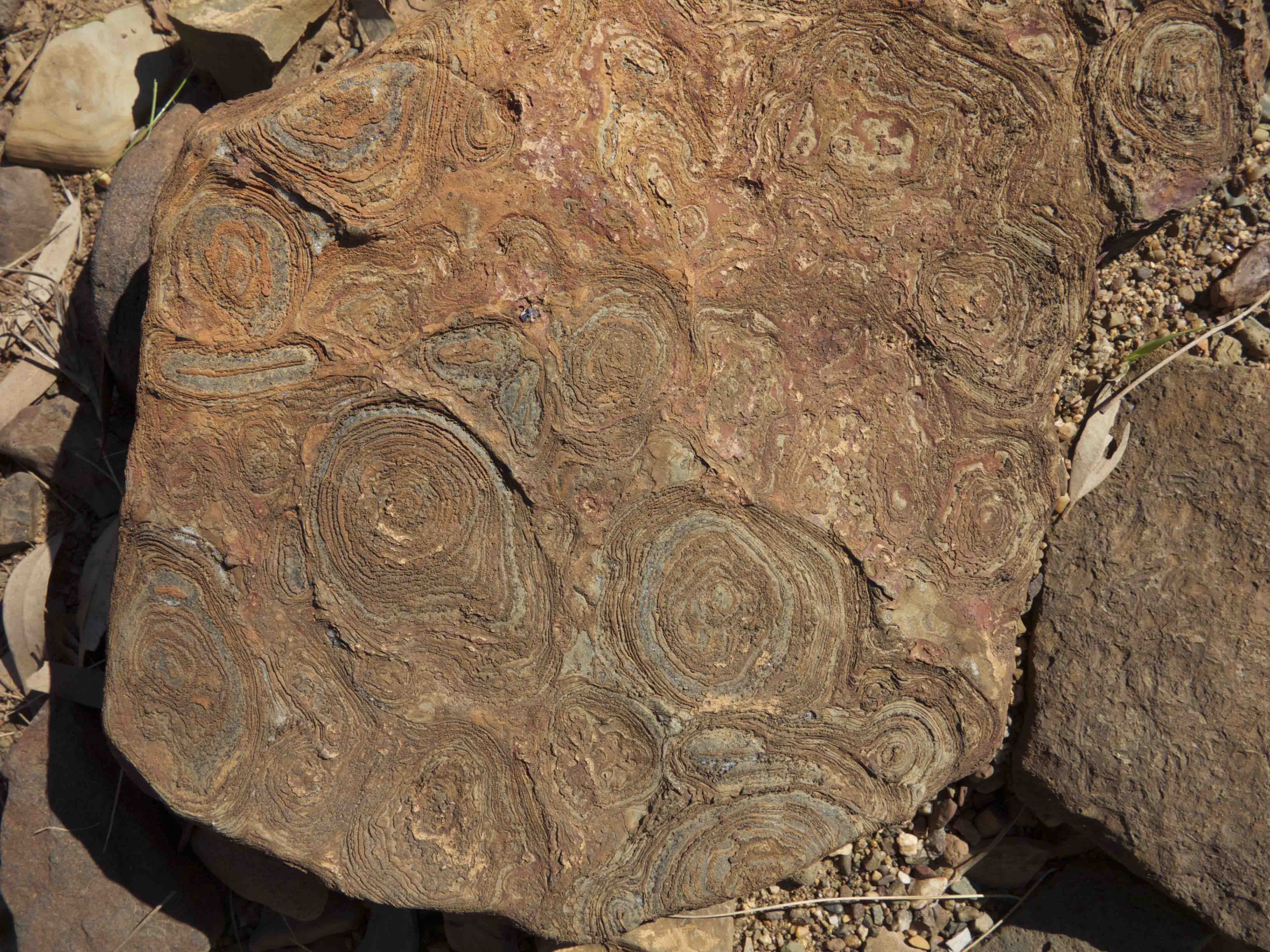Fortescue Group stromatolites