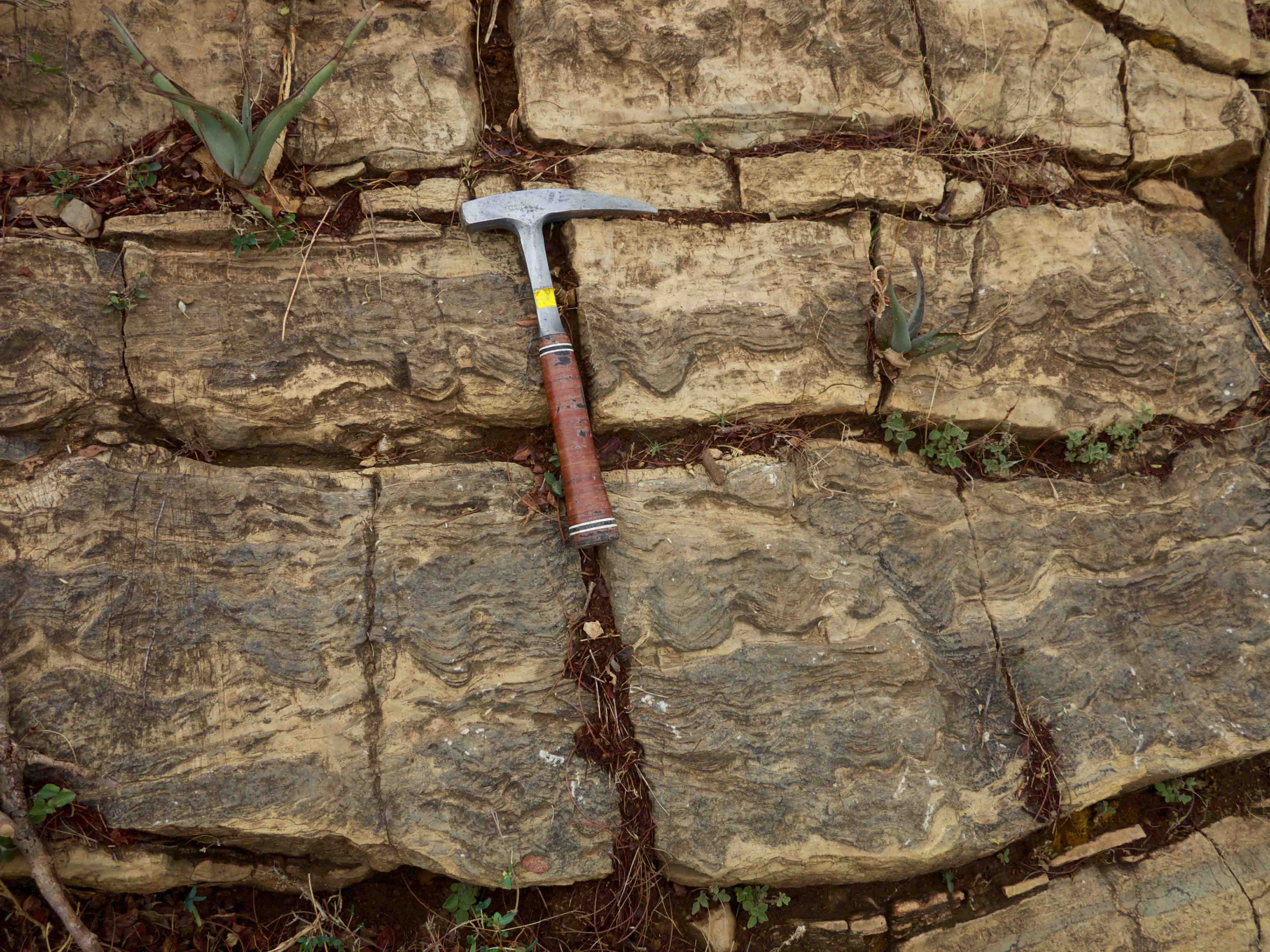 Overturned stromatolites