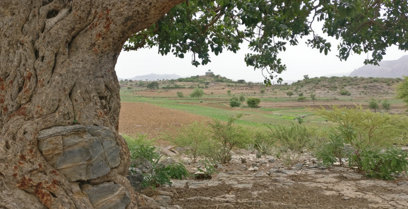 Tigray teff fields, Ethiopia