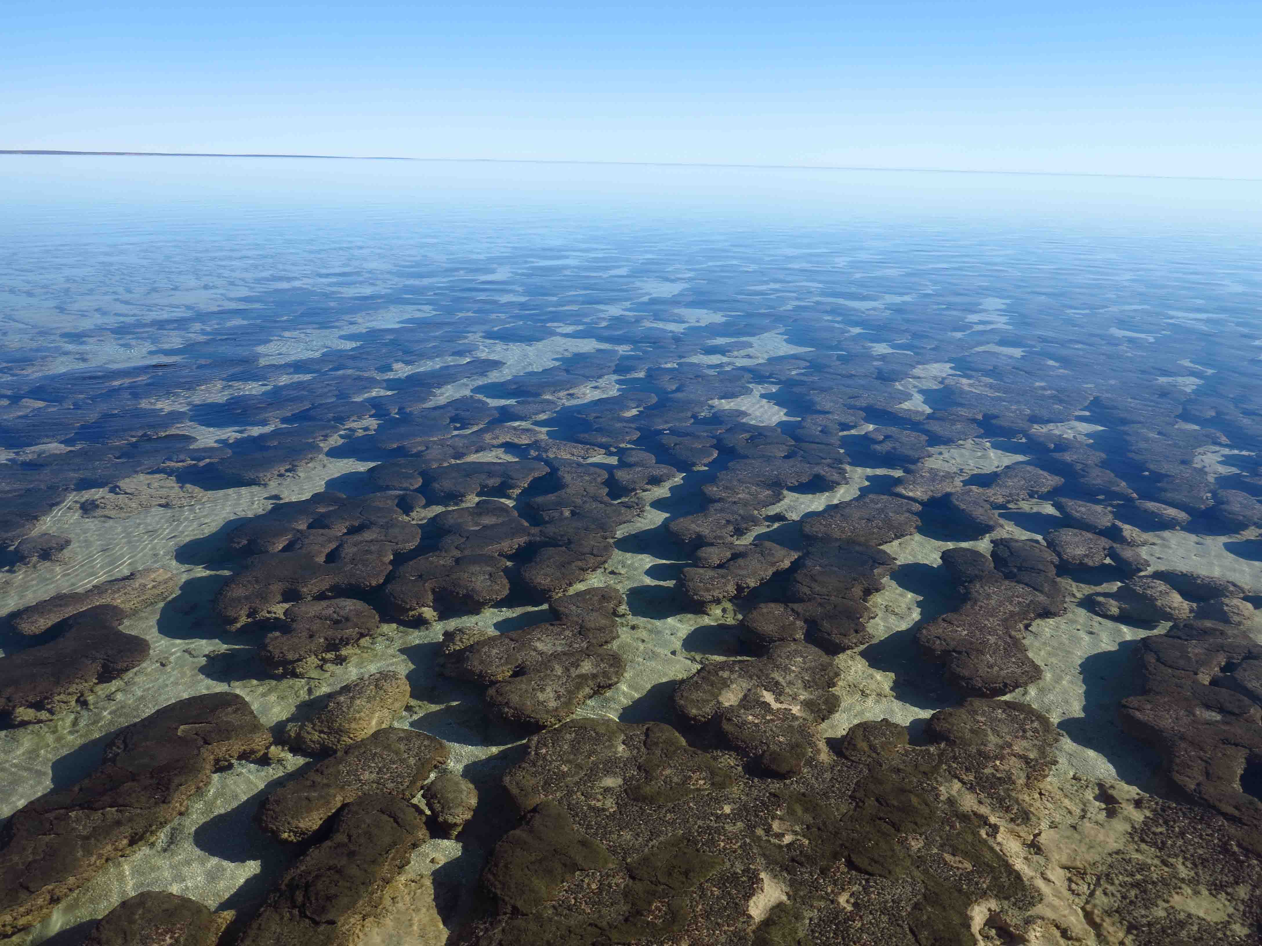 Modern stromatolites, Shark Bay